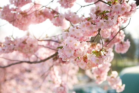 Kvetoucí sakura