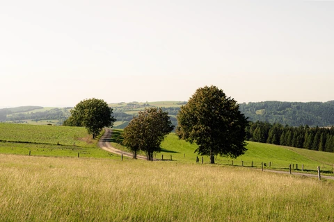 Cesta vedoucí z lesa kousek nad obcí Jamné nad Orlicí.